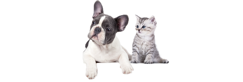 Uso del champú de ketoconazol en dermatología canina y felina